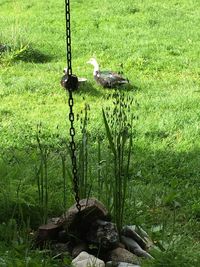 Grass in pond