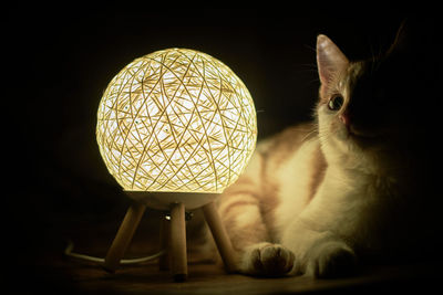 Close-up of cat