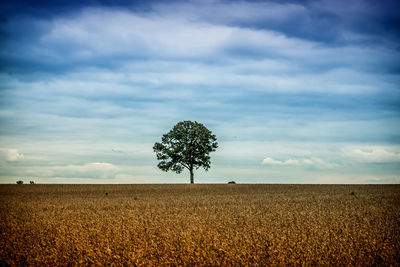 Single tree on field against sky