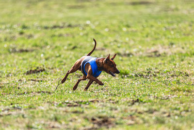 Dogs running on field