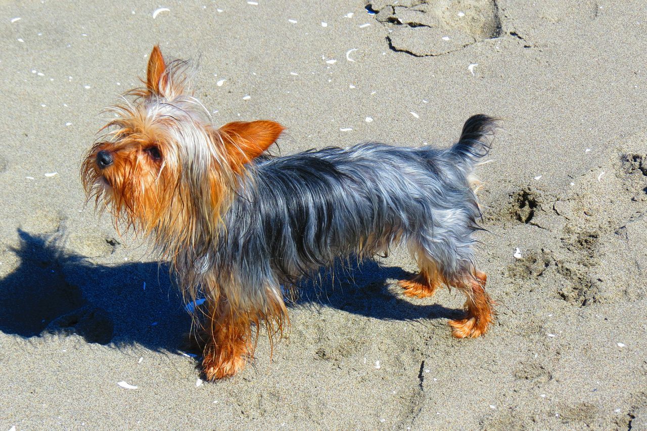 animal themes, one animal, domestic animals, mammal, dog, sand, beach, pets, high angle view, outdoors, wet, day, street, shore, no people, close-up, zoology, sunlight, nature, full length