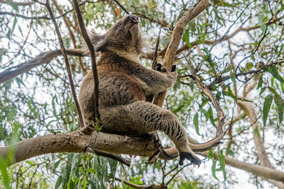 Low angle view of koala sleeping on gum tree