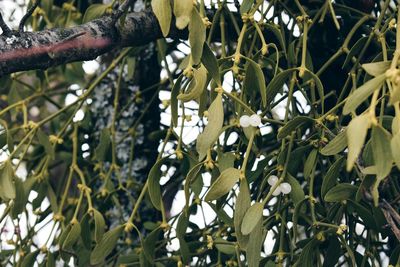 Close-up of tree branch