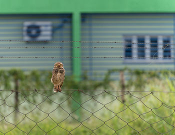 Close-up of owl perching on chainlink fence