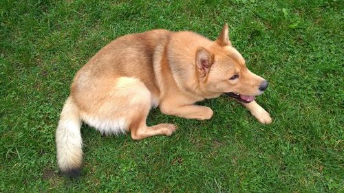 High angle view of dog lying on grass