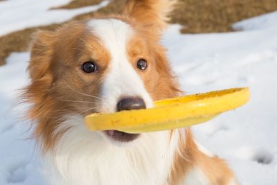 Close-up portrait of dog carrying ringo in mouth