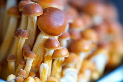 Close-up of edible mushrooms