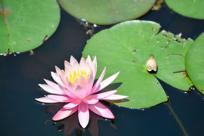 Lotus water lily in lake