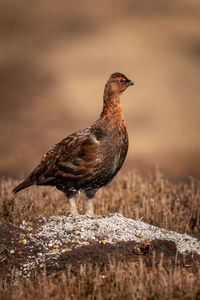 Close-up of a bird looking away