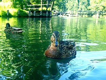 Ducks swimming in lake