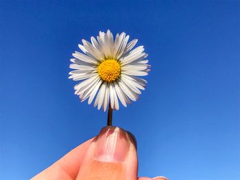 Close-up of hand holding flower against clear blue sky