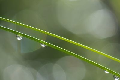 Close-up of plant