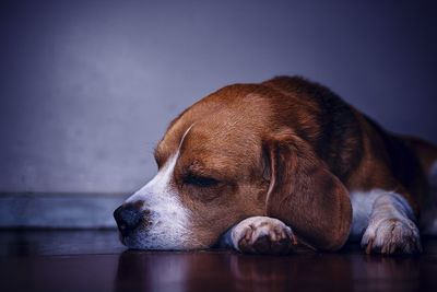 Close-up of a dog resting on floor