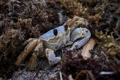 Close-up of wild ghost crab