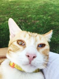 Close-up portrait of cat