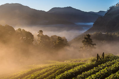 Tea plantation on doi ang khang mountain during foggy weather