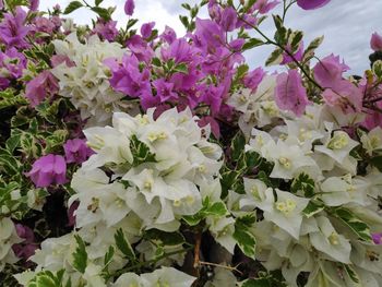 Close-up of pink flowering plants