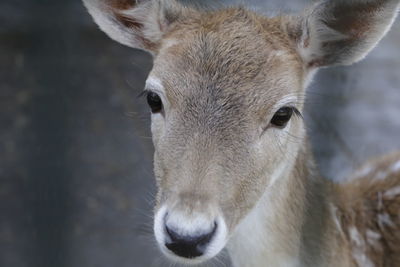 Close-up portrait of horse