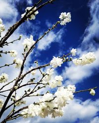 Low angle view of white flowers growing on tree against sky