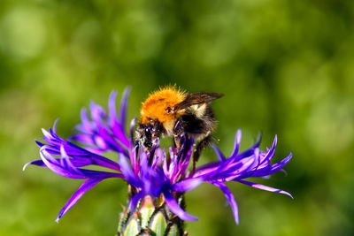 Close-up of bee pollinating on purple flower