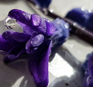 Close-up of wet purple flower