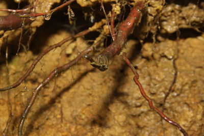 Close-up of lizard on branch