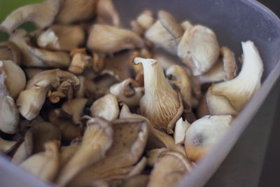 High angle view of mushrooms