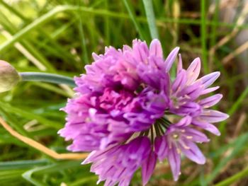 Close-up of pink flowers