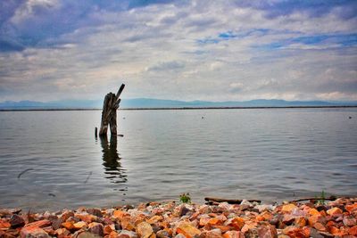 Bird in sea against sky