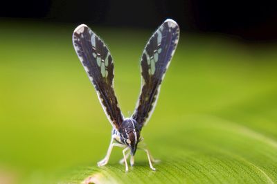 Close-up of butterfly on leaf