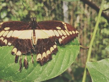 Close-up of butterfly on leaf