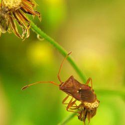 Close-up of insect on leaf