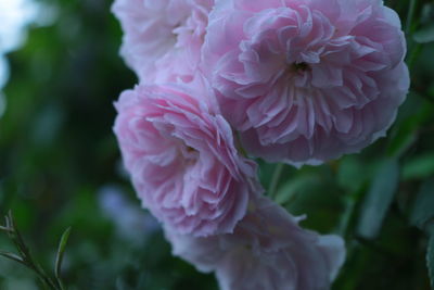 Close-up of pink flower