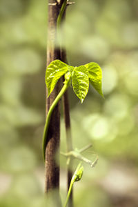 Close-up of fresh green leaf