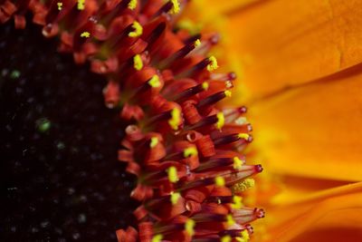 Close-up of colorful flowers