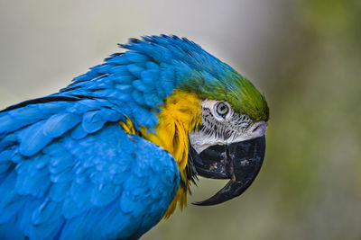 Close-up of blue macaw