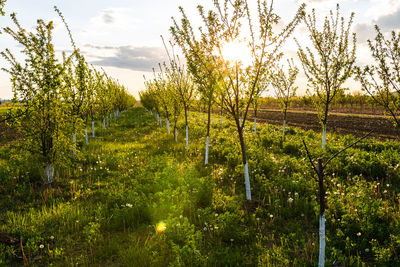 Plants growing on field against sky