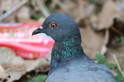 Close-up of bird