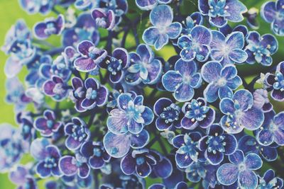 Close-up of purple flowers