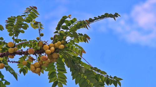 Low angle view of fruits growing on tree against sky