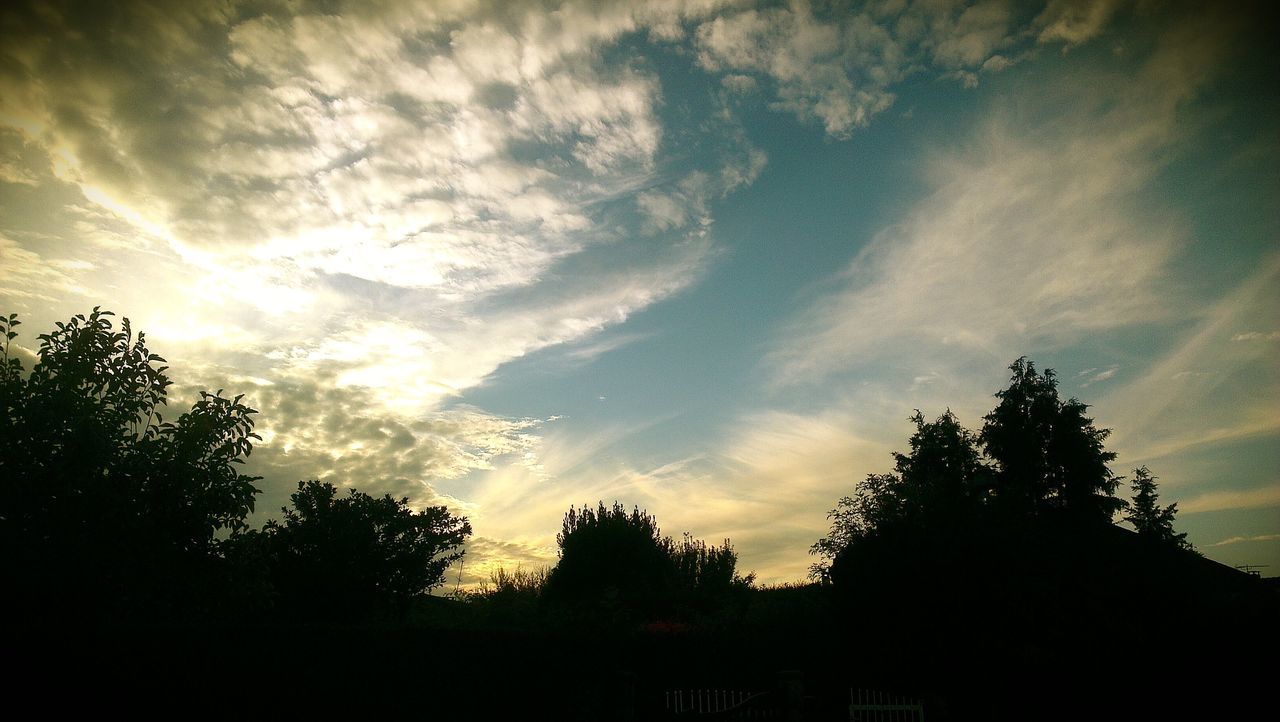 HIGH SECTION OF SILHOUETTE TREES AGAINST CLOUDS