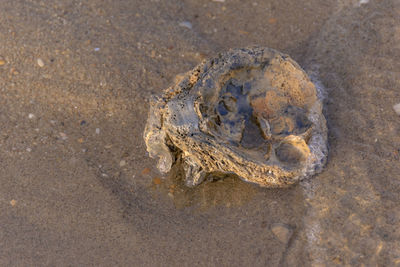 Close-up of crab on beach