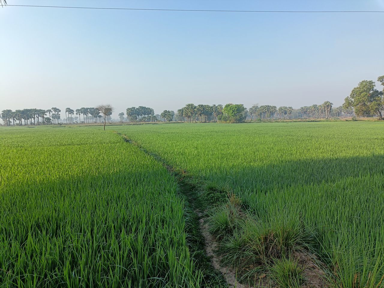 landscape, field, plant, agriculture, land, rural scene, environment, paddy field, crop, sky, nature, growth, green, pasture, farm, grassland, plain, food and drink, scenics - nature, grass, cereal plant, no people, meadow, beauty in nature, food, rice, tranquility, prairie, rural area, rice paddy, outdoors, day, social issues, soil, tree, rice - food staple, tranquil scene, environmental conservation, vegetable