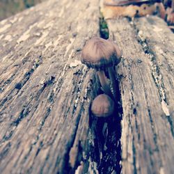 Close-up of shell on wood