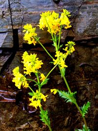 Close-up of yellow flowers blooming outdoors