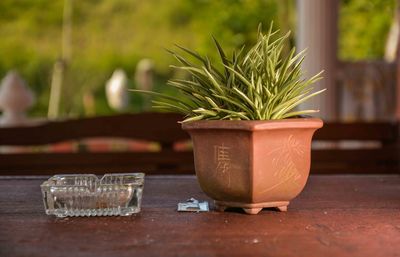 Close-up of potted plant on table