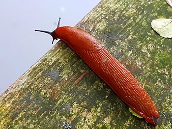 Close-up of insect on red leaf