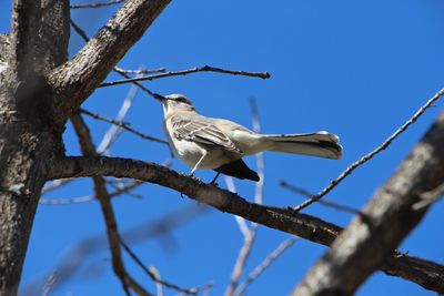 Low angle view of birds perched against blue sky