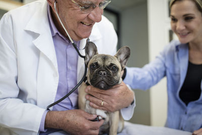 Veterinarian examining french bulldog