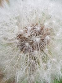 Full frame shot of white dandelion